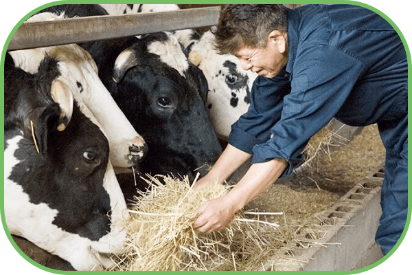 「お肉の質がいいのは、飼料のおかげって本当？・・・」国内の農家と連携して循環する、産直お米育ちのおいしさです。